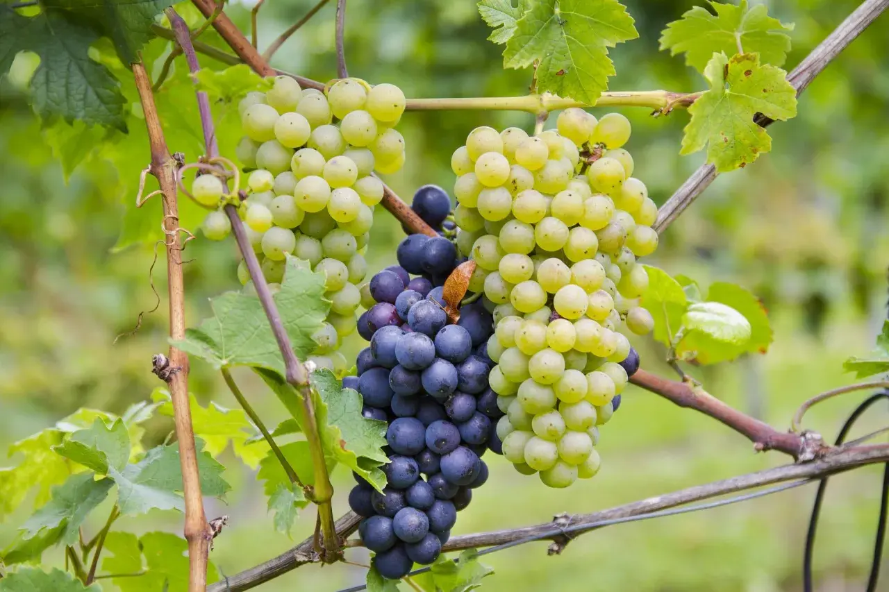 Reife Trauben, eine deutsche Rebsorte, hängen an einem Rebstock. Hellgrüne und dunkle Beeren reifen nebeneinander.