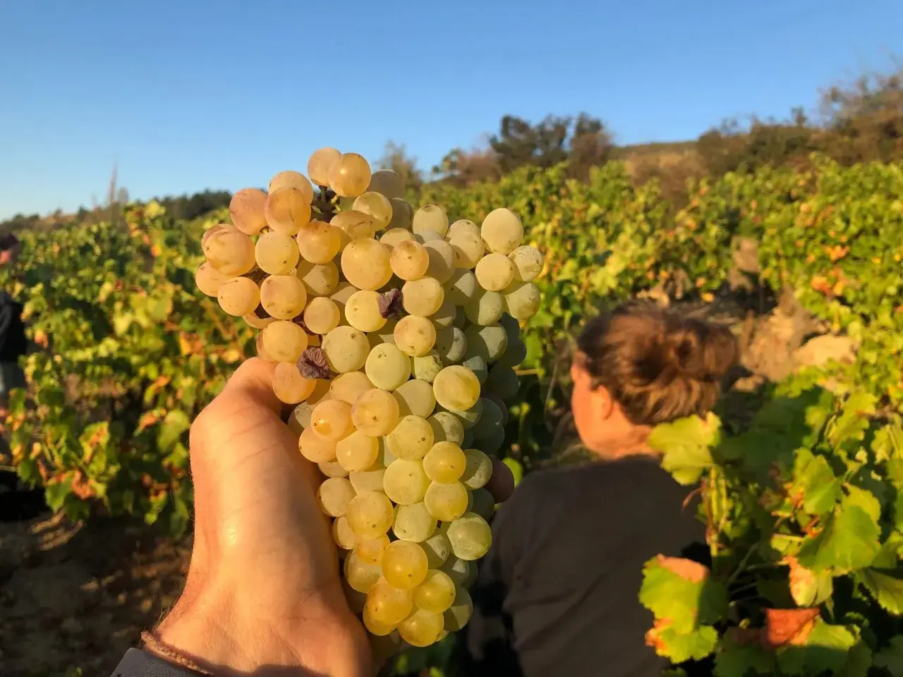Eine Hand hält eine reife Traube im Weinberg. Anders Frederik Steen erntet die süßen Früchte.