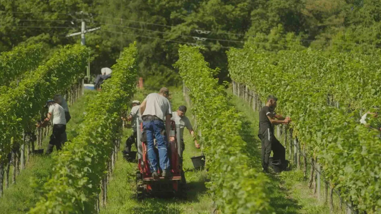 Arbeiter ernten Trauben im Weinberg. Die Sonne scheint, die Reben sind grün. Es ist wie es ist Wein, die Arbeit ist hart, aber die Ernte wird gut.