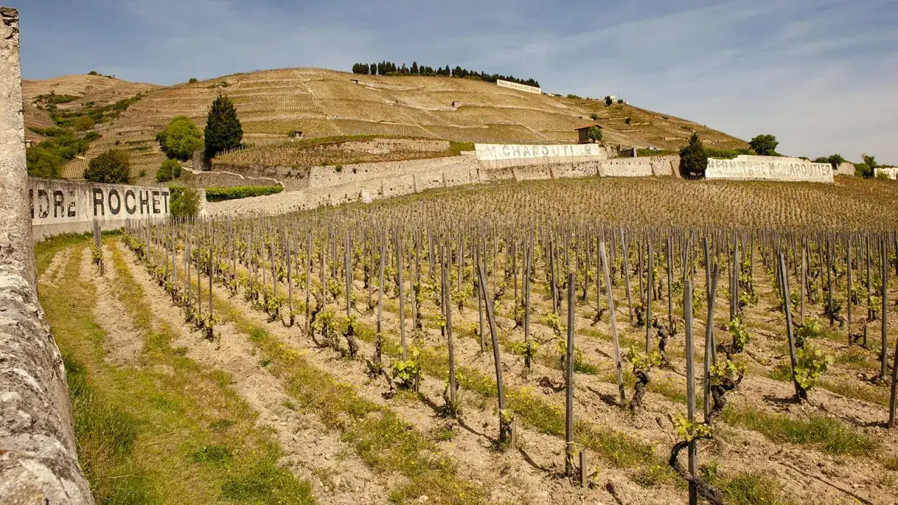 Terrassierte Weinberge am Hang, mit den Namen 