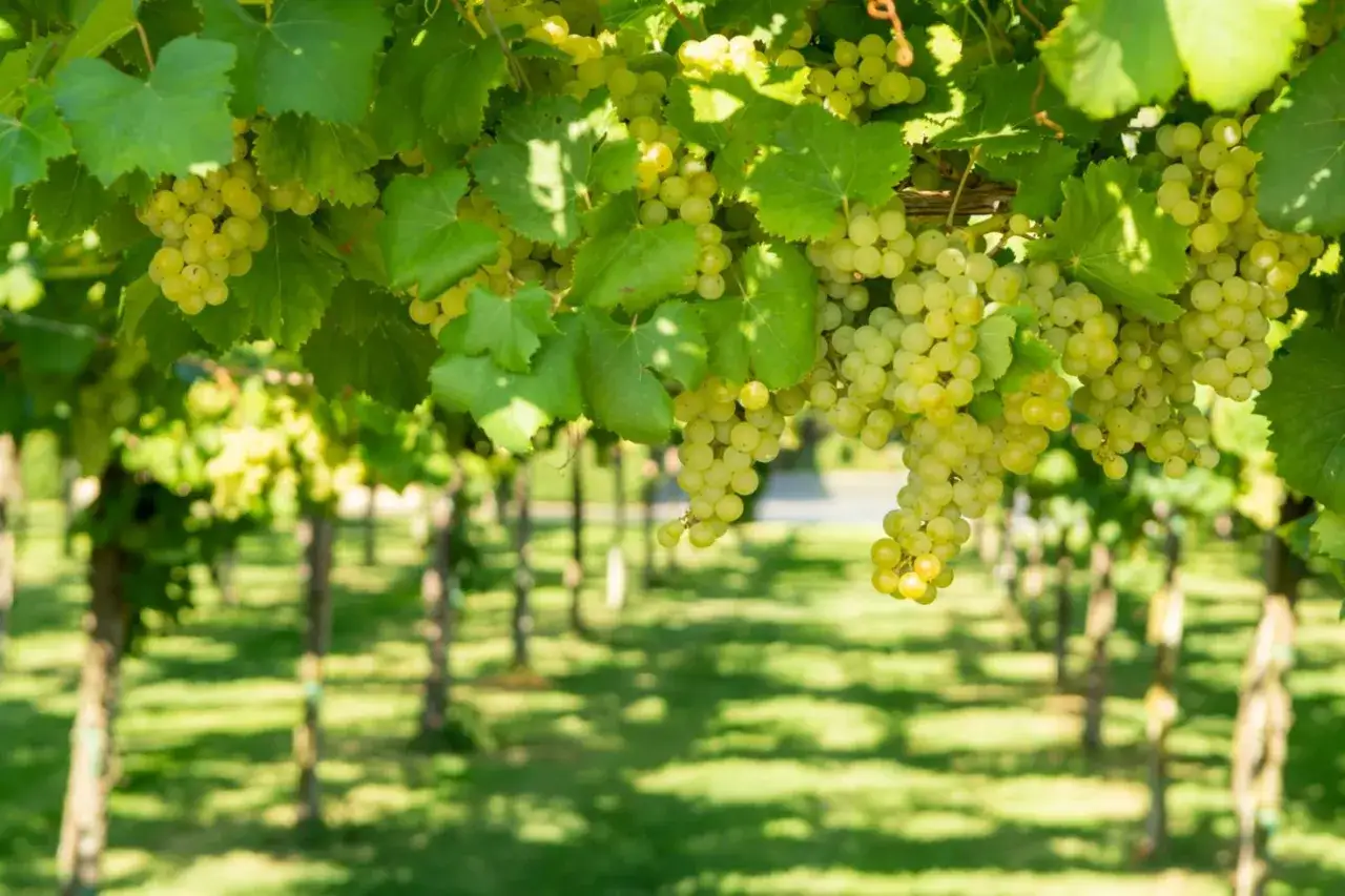 Reife wei&szlig;e Trauben h&auml;ngen an Reben in einem sonnigen Weinberg. Hier w&auml;chst Wein nahe der Stadt Rom.