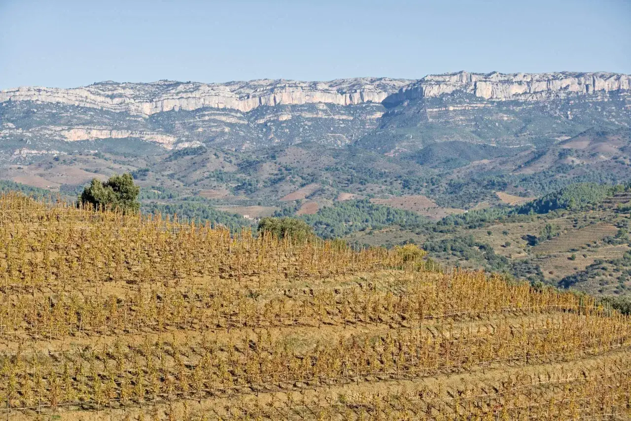 Weinberge im Herbstlicht, die sich an H&auml;nge schmiegen, mit Alvaro Palacios' ber&uuml;hmten Weinen in Gedanken.
