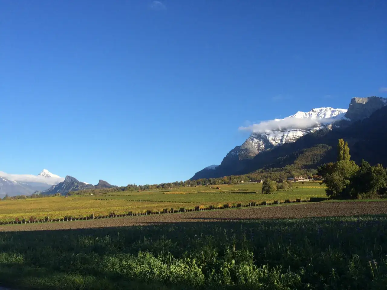 Herbstliche Weinberge vor schneebedeckten Bergen, mit dem Schloss Reichenau im Hintergrund.