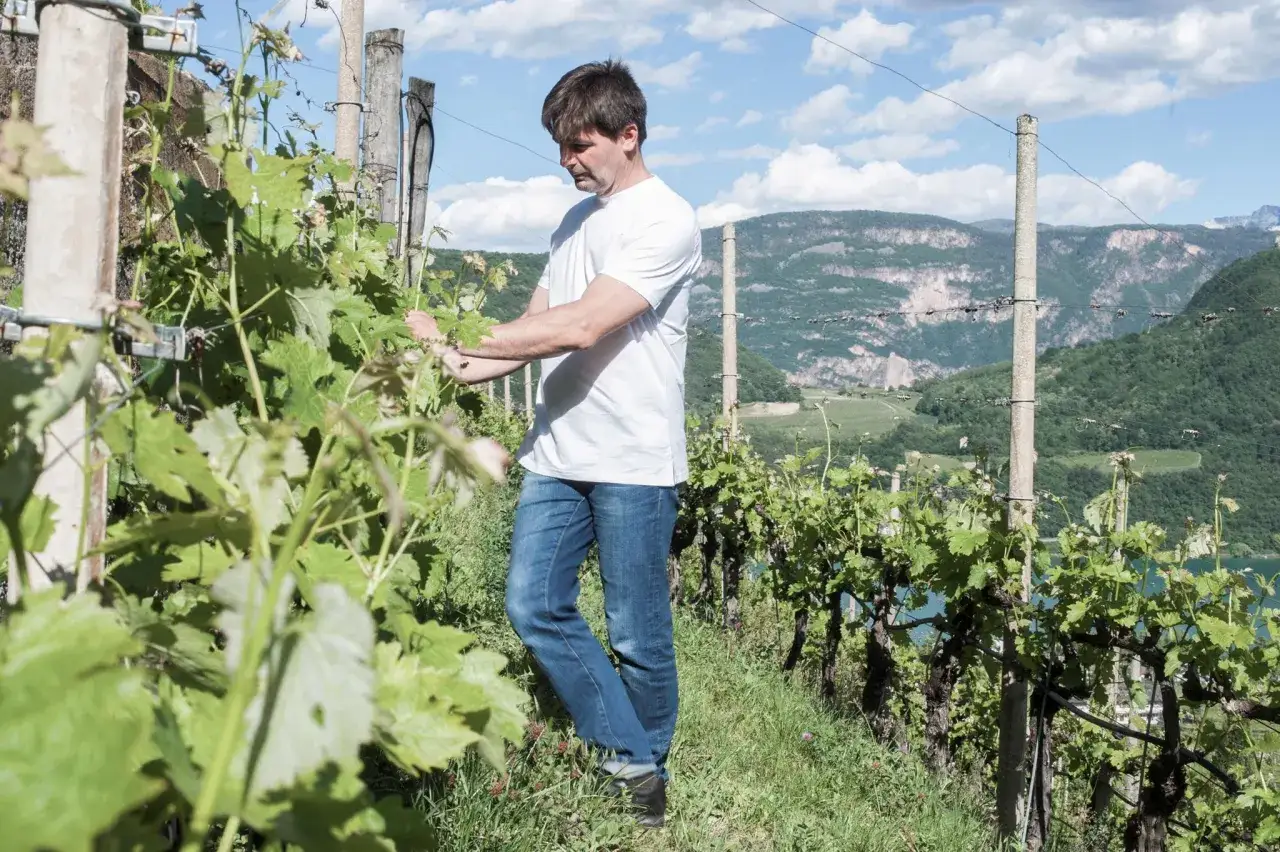 Mann im Weinberg des Weingut Dominikus, kümmert sich um die Reben mit Blick auf Berge und See.