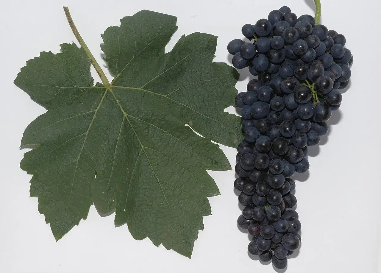 Ein Blatt und eine Traube dunkler Trauben, die für den Rotwein Syrah bestimmt sind.