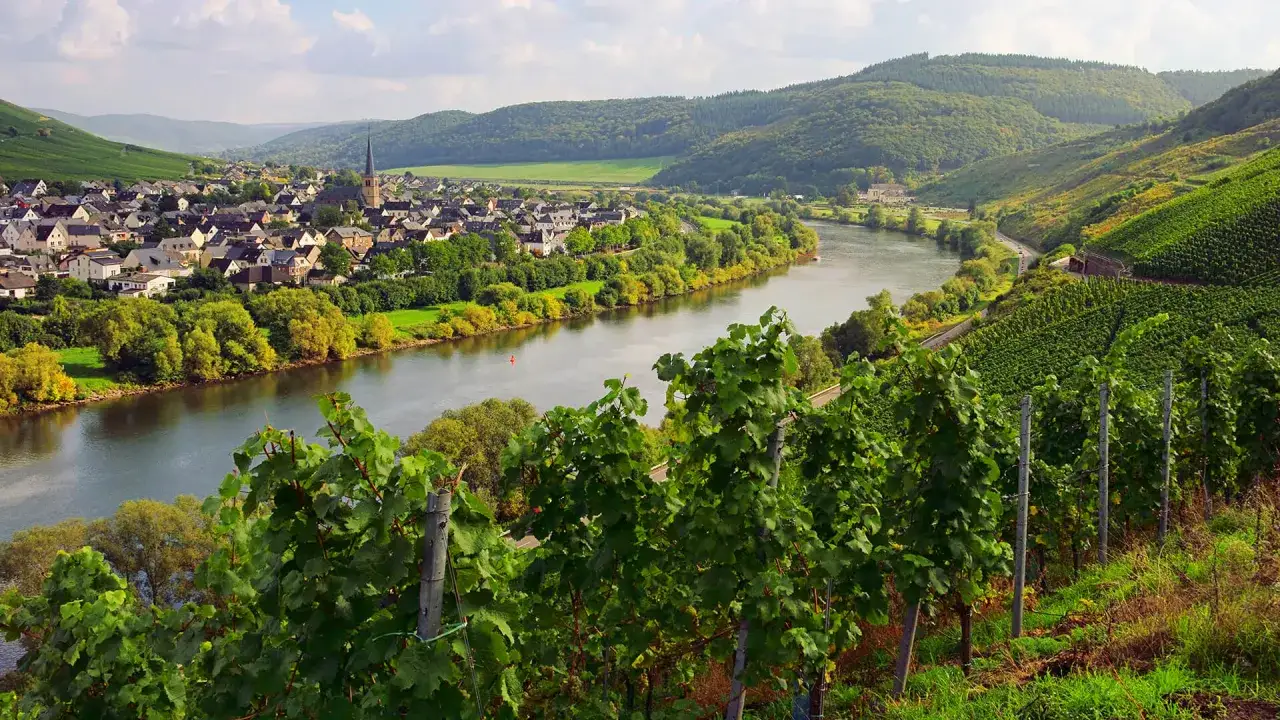 Grünes Weinbaugebiet am Rhein mit malerischer Stadt und bewaldeten Hügeln.