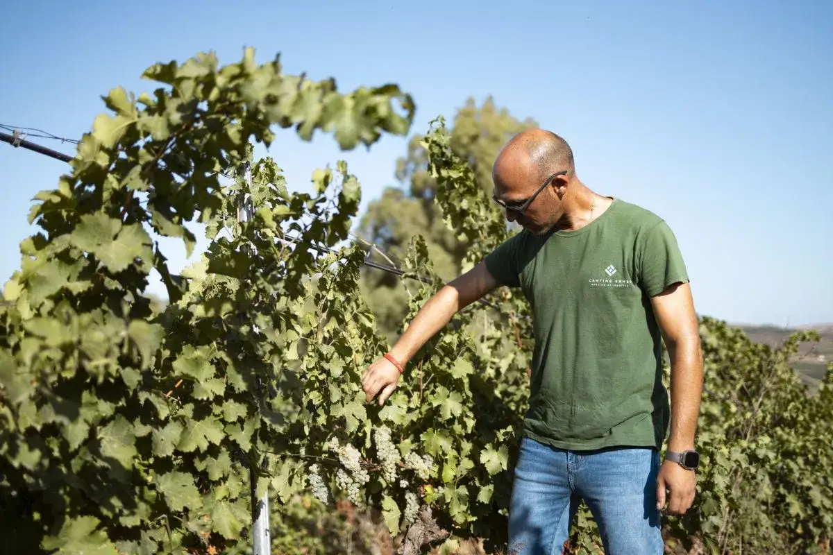 Ein Mann in einem grünen T-Shirt prüft die Trauben im Weinberg. Er macht einen