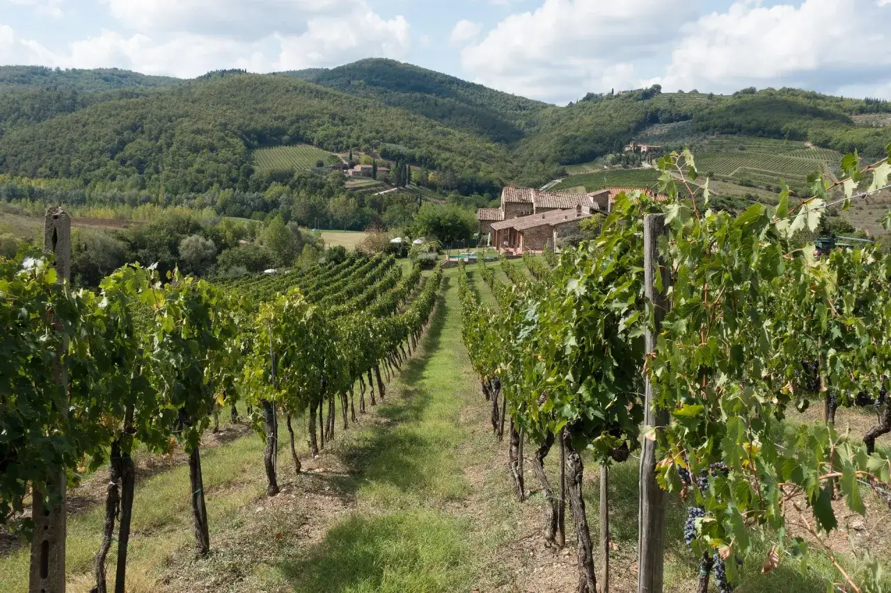 Reihen von Weinreben in der Toskana, die auf einen Bauernhof mit roten Ziegeldächern zulaufen. Hier wächst der Wein, der später als ist Chianti trocken genossen wird.