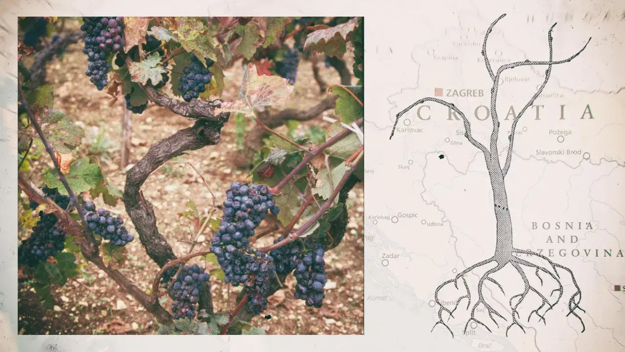 Reife Zinfandel Primitivo Trauben h&auml;ngen an einem alten Rebstock. Daneben eine Karte Kroatiens mit einer stilisierten Baumwurzel.