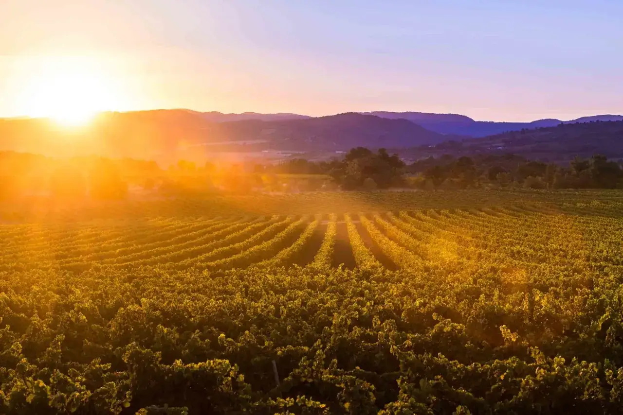 Sonnenuntergang &uuml;ber Weinbergen in der Gascogne, Frankreich. Die goldenen Strahlen tauchen die Reben in ein warmes Licht.