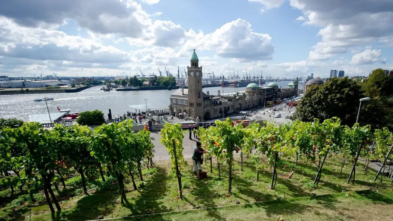 Wein aus Hamburg: Ein Weinberg mit Blick auf den Hafen und die Landungsbr&uuml;cken.