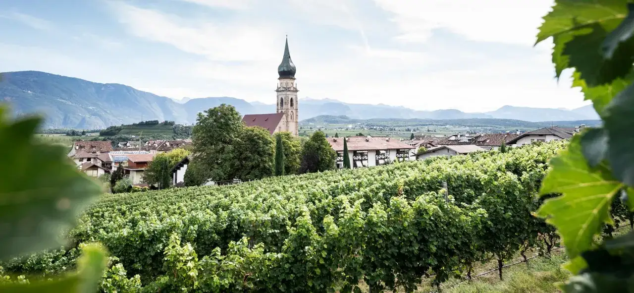Weinberge vor der Kellerei St. Pauls, mit Kirche und Bergen im Hintergrund.