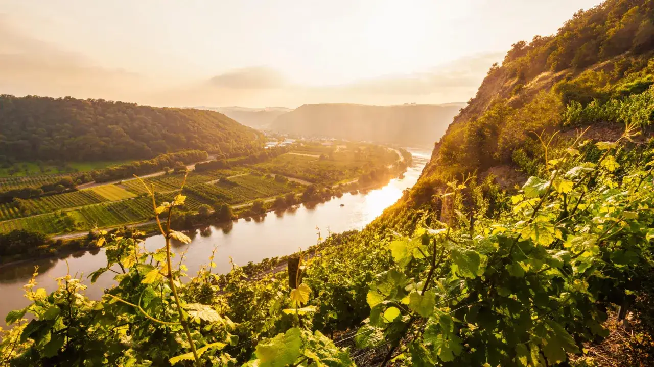 Sonnenuntergang &uuml;ber Weinbergen am Fluss, ein malerischer Anblick, der an die Weine von Ernst Loosen erinnert.