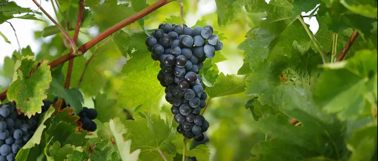 Dunkle Trauben hängen an einem Rebstock, bereit für die Herstellung von portugiesischem Wein.