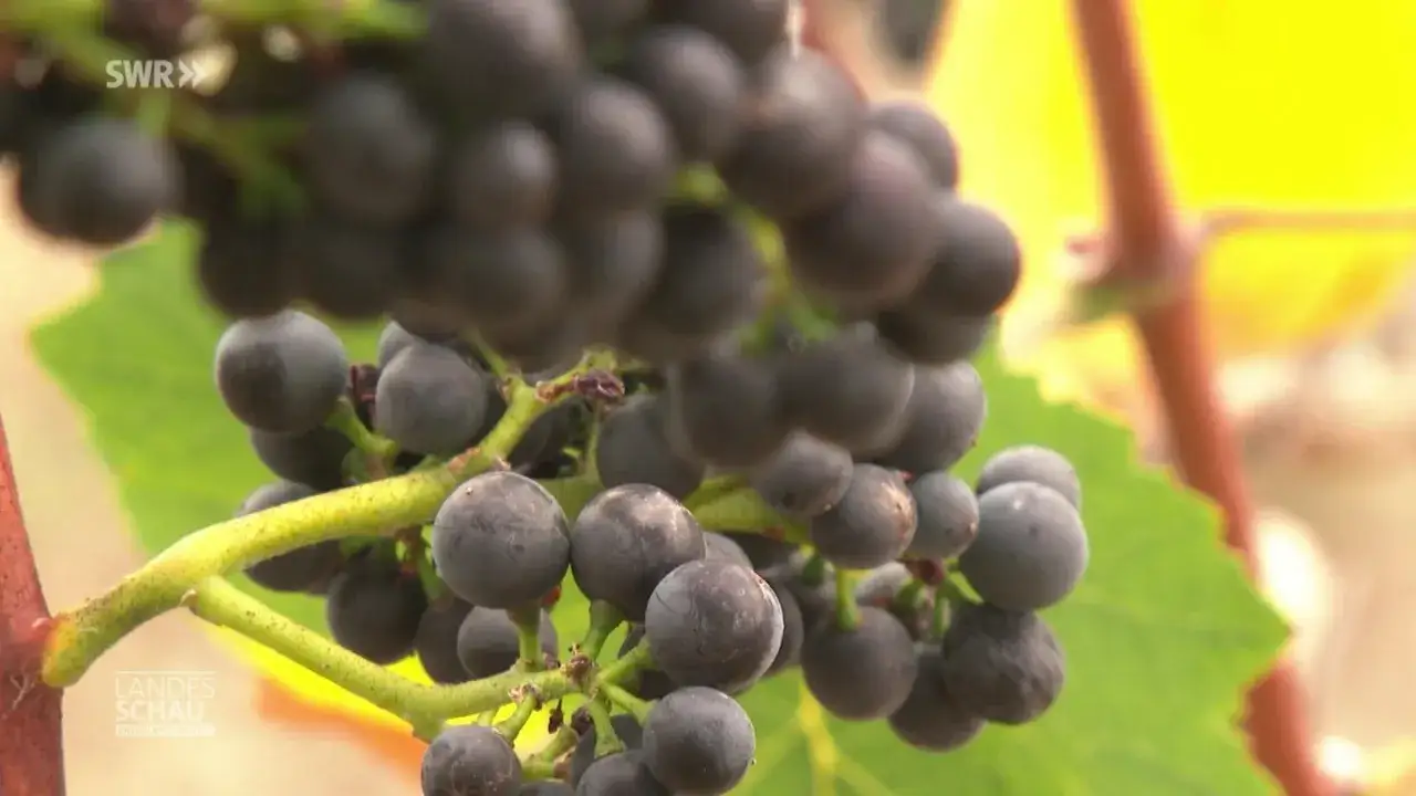 Reife Spätburgunder-Trauben, die den besten Rotwein von der Ahr versprechen.