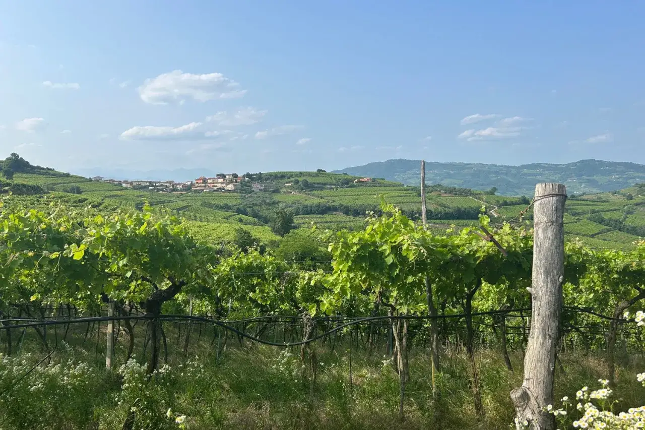 Gr&uuml;ne Weinberge erstrecken sich &uuml;ber sanfte H&uuml;gel in Soave, Italien. Ein kleines Dorf liegt auf einem H&uuml;gel im Hintergrund.