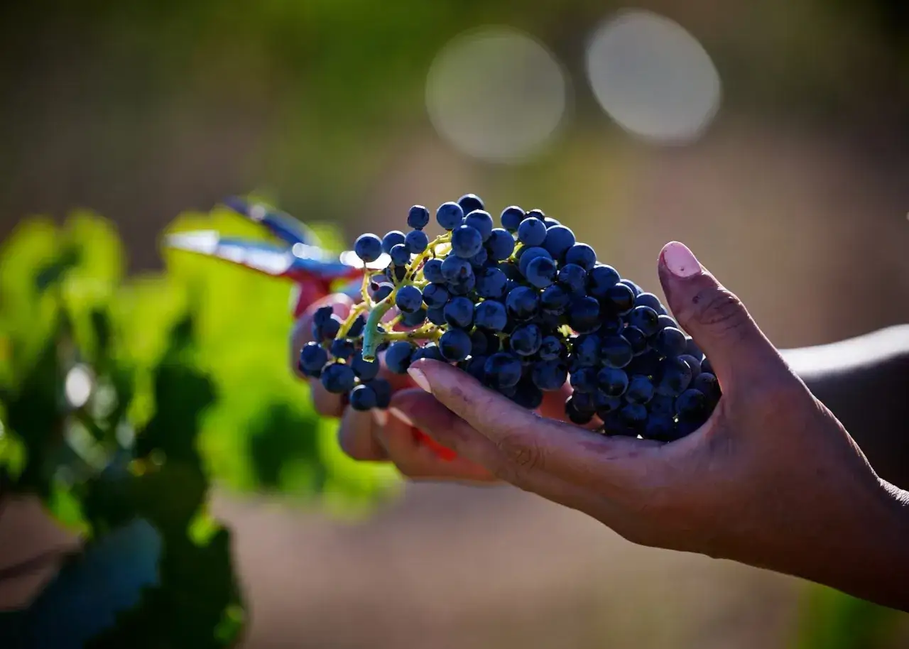 Eine Hand h&auml;lt eine Traube, bereit zur Ernte f&uuml;r einen k&ouml;stlichen bobal wein.