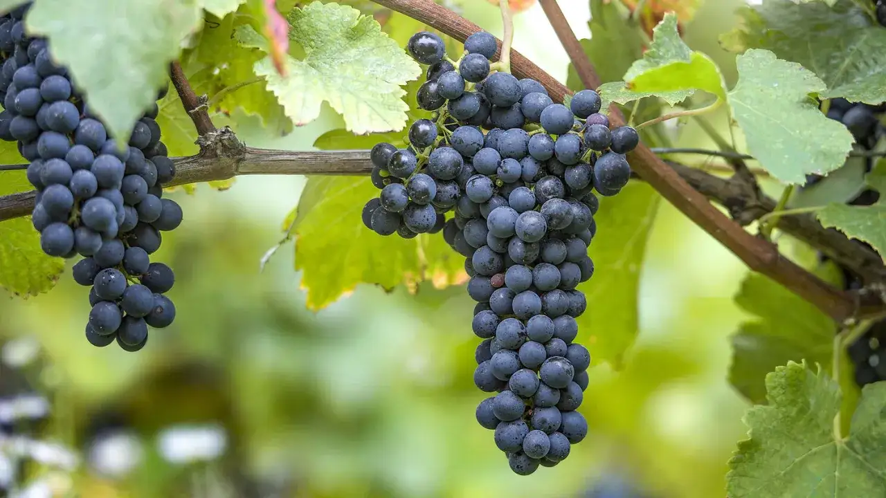 Reife, dunkle syrah trauben hängen an einem Rebstock.