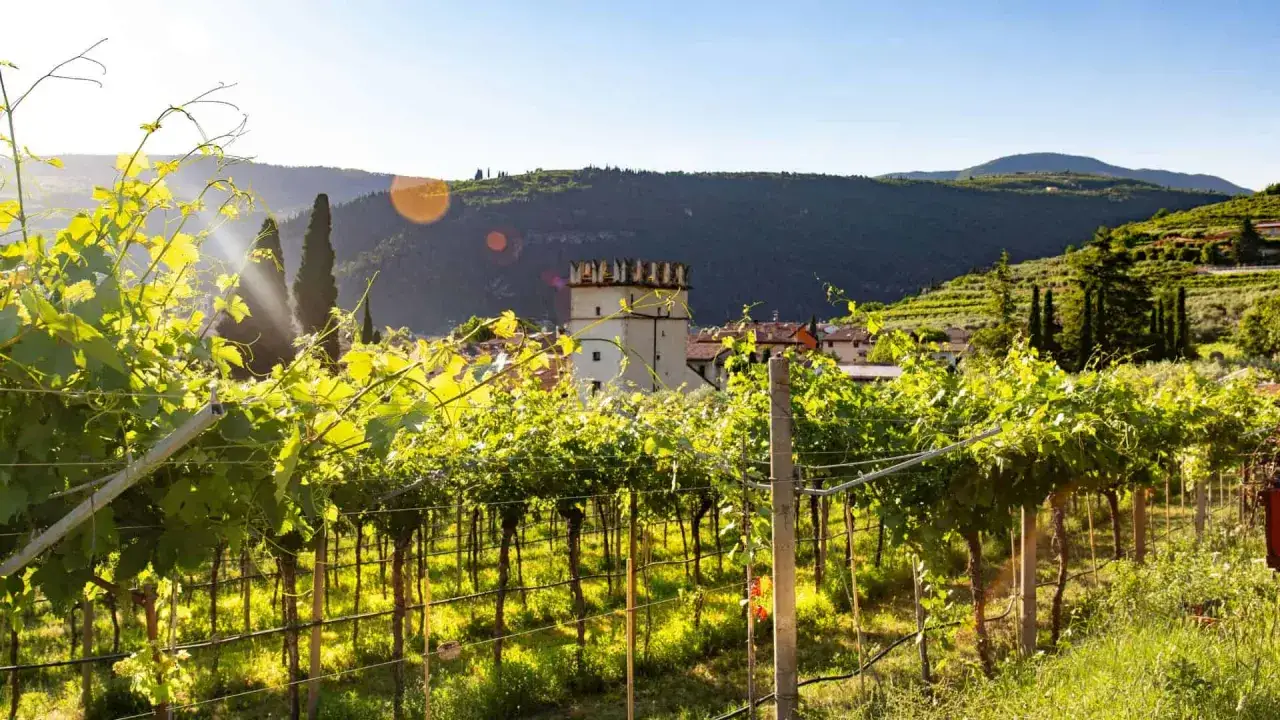 Sonnenbeschienene Weinreben vor einem Turm und H&uuml;geln. Ein malerischer Blick auf die Marken Italiens, wo Wein und Geschichte Hand in Hand gehen.