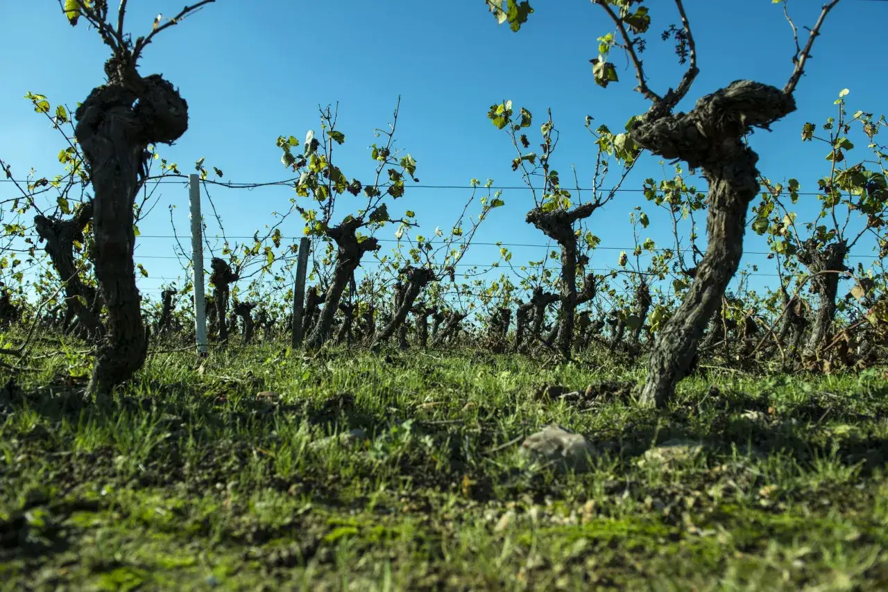 Alte Rebst&ouml;cke im Weinberg, bereit f&uuml;r die Ernte des Muscadet Weins.