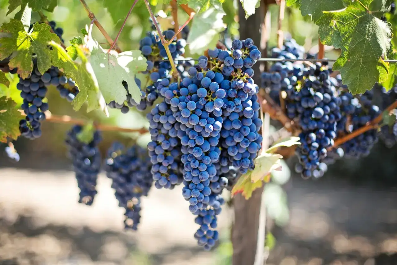 Reife blaue Trauben h&auml;ngen an Reben, bereit f&uuml;r die Ernte durch einen Rheinhessen Winzer.