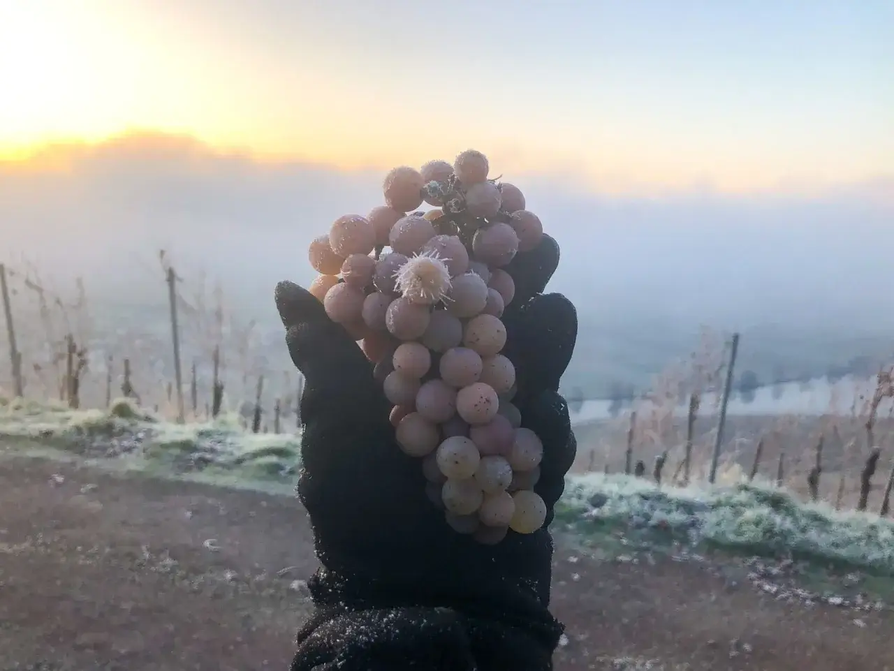 Gefrorene Trauben in einer behandschuhten Hand, ein Hinweis darauf, was ist Eiswein: eine s&uuml;&szlig;e Delikatesse aus gefrorenen Beeren.