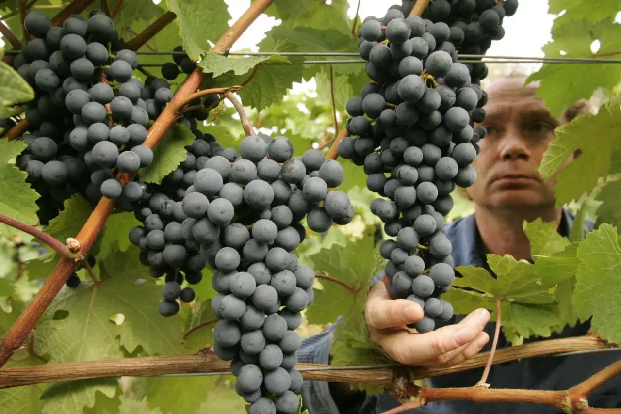 Ein Mann pr&uuml;ft die reifen Trauben im Harzer Weingut Kirmann.