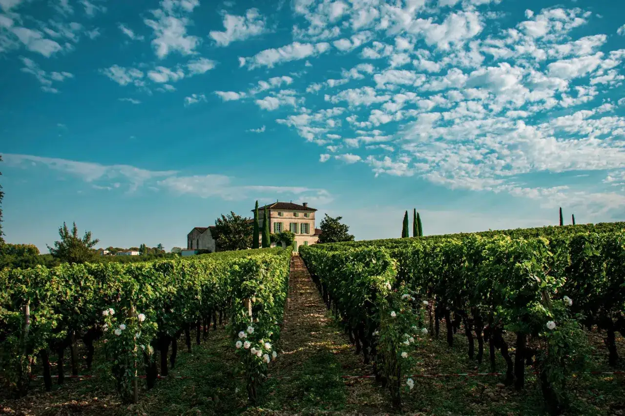 Chateau Lafleur: sonnendurchflutete Weinberge mit Rosensträuchern führen zu einem eleganten Herrenhaus unter einem dramatischen Wolkenhimmel.