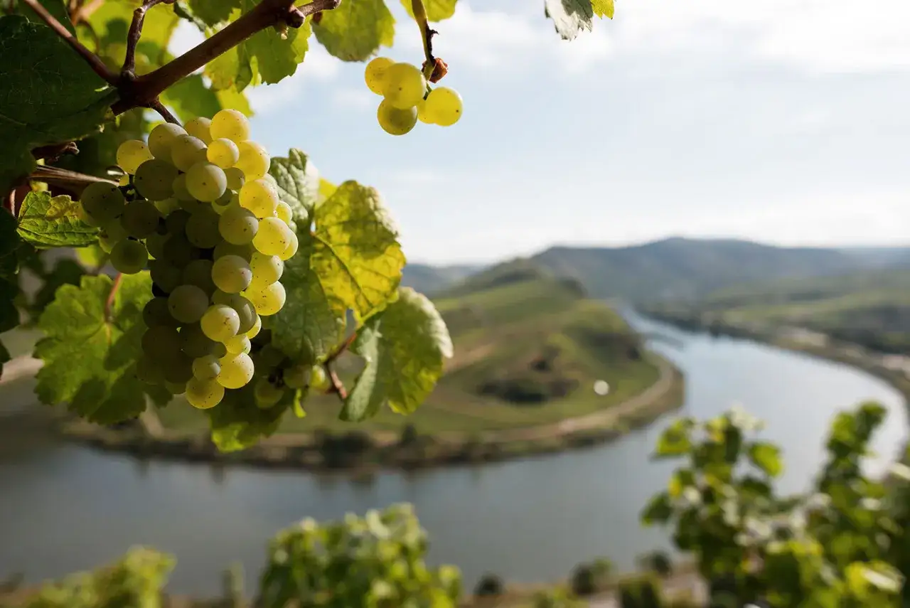 Reife Trauben h&auml;ngen am Rebstock, im Hintergrund die Mosel und steile Weinberge. Ein Winzer freut sich auf die Ernte.