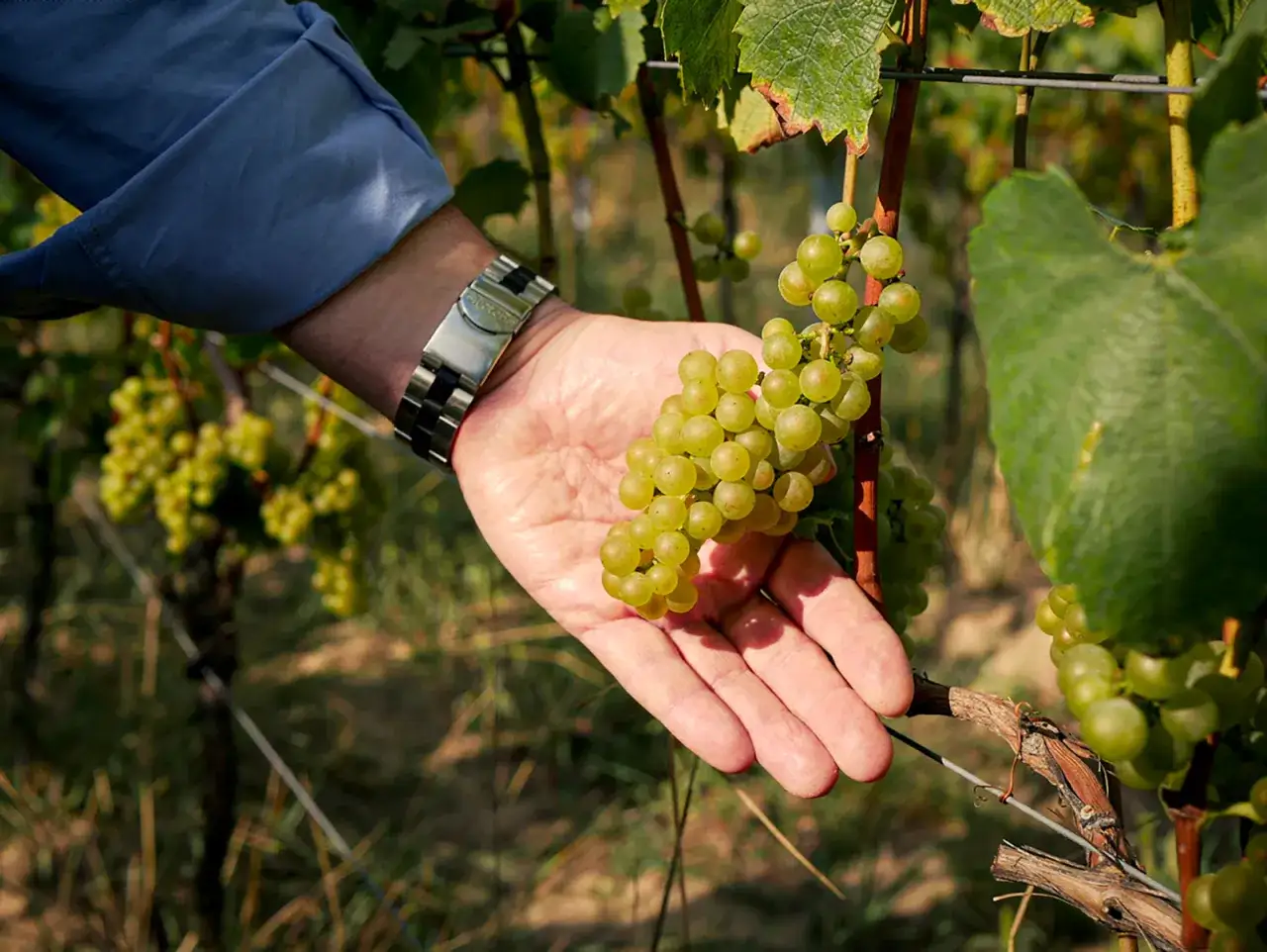 Eine Hand mit einer Uhr h&auml;lt eine Traube Chardonnay. Die Trauben sind reif und sonnenverw&ouml;hnt, bereit f&uuml;r die Weinlese.