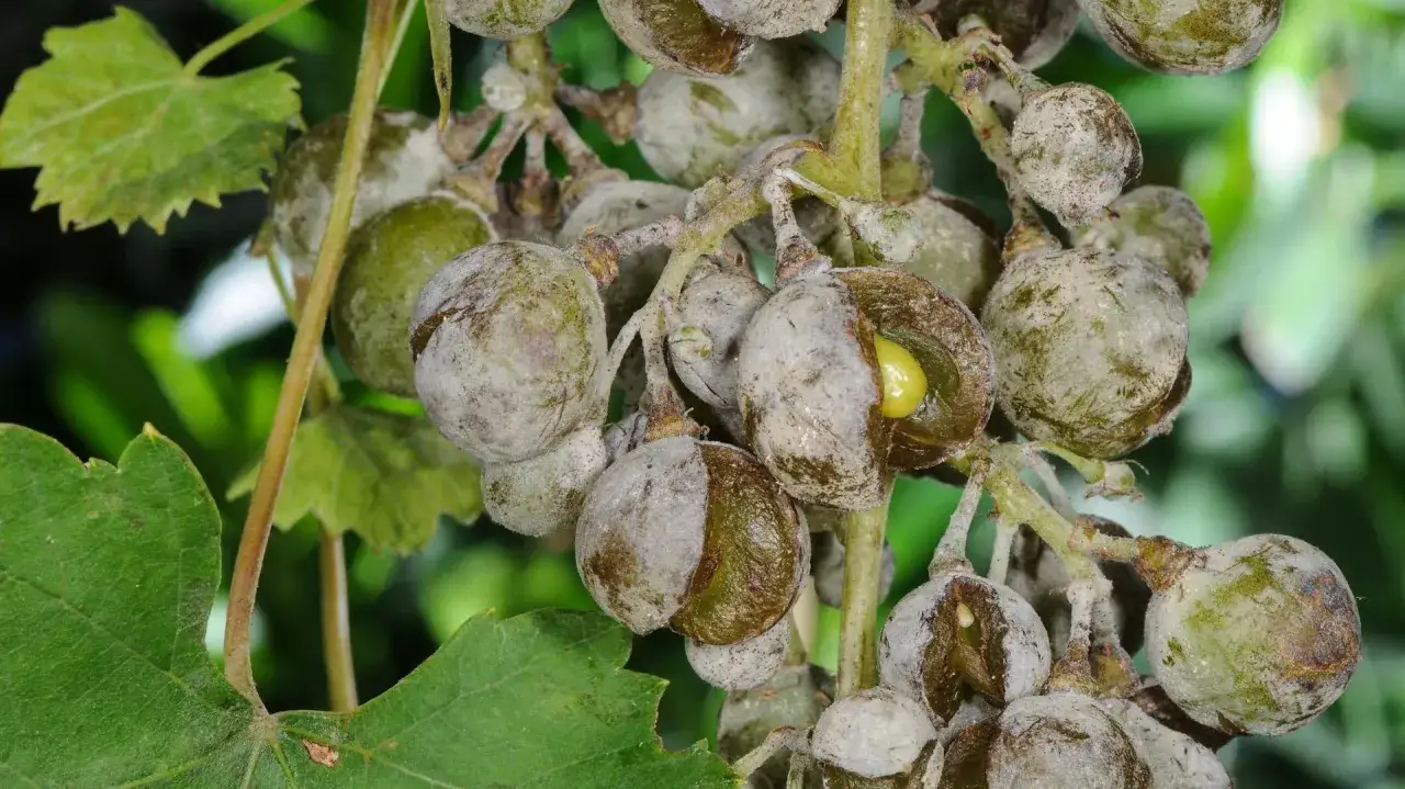 Traurige Trauben: Grauschimmel bef&auml;llt die Fr&uuml;chte und zeigt die zerst&ouml;rerische Kraft von Wein-Krankheiten.