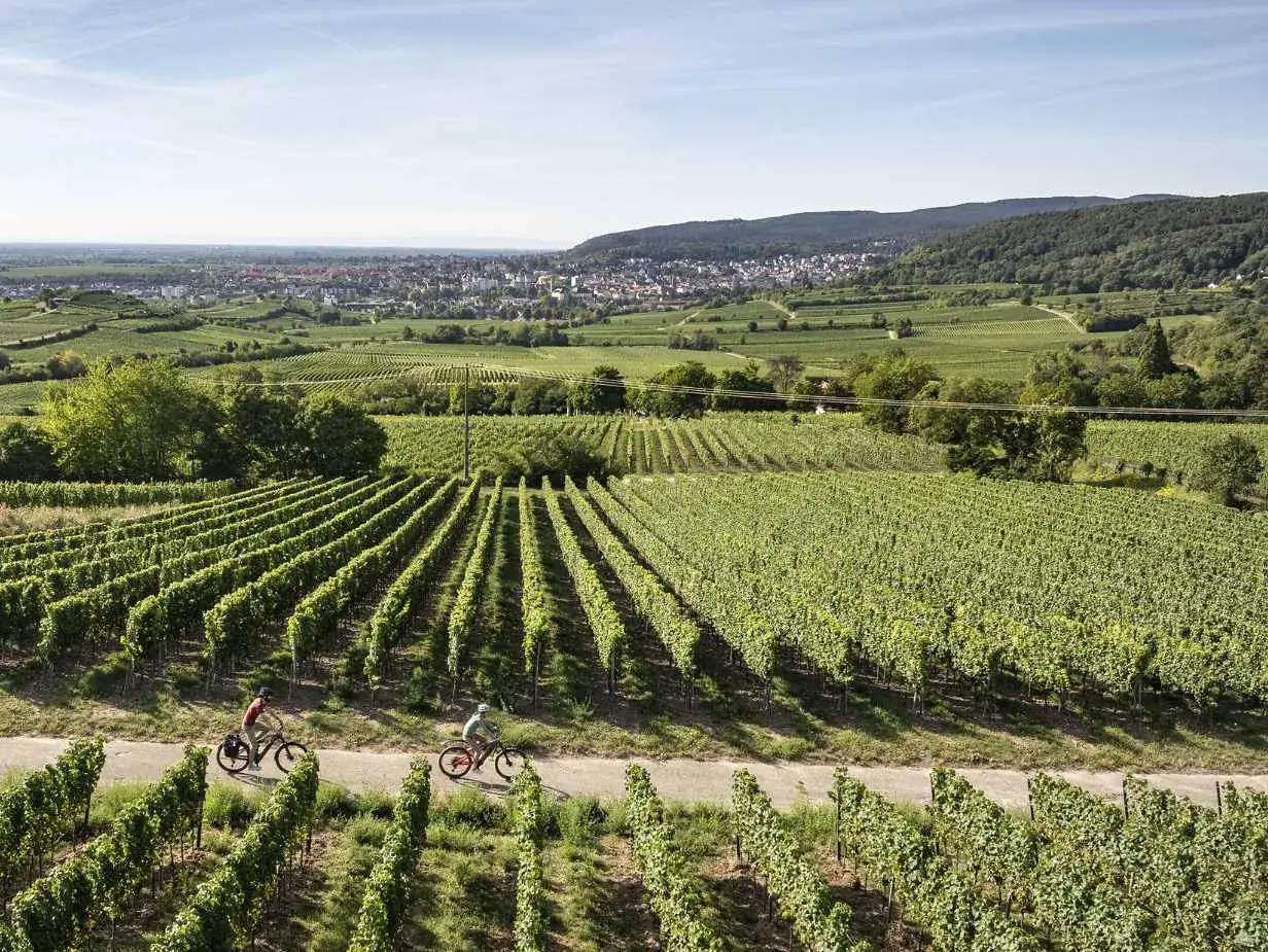 Zwei Radfahrer genießen die Aussicht auf weite Weinberge der Pfalz. Im Hintergrund liegt eine Stadt.