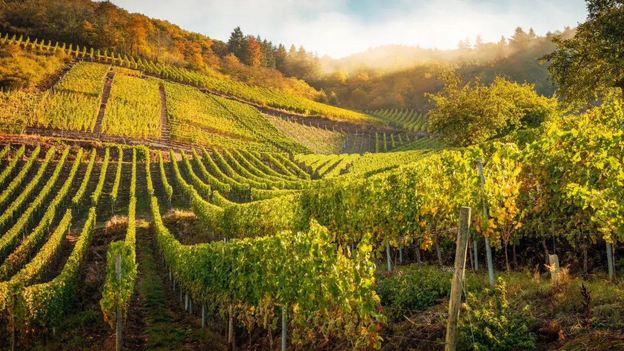 Sonnenstrahlen beleuchten die terrassierten Weinberge eines Weinguts im Ahrtal. Gr&uuml;ne Reben ranken sich an Pf&auml;hlen empor, w&auml;hrend im Hintergrund goldene Herbstfarben leuchten.