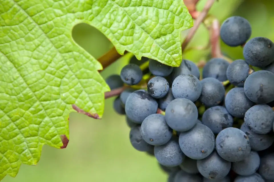 Autochthon Bedeutung im Wein - Mehr als nur ein Wort